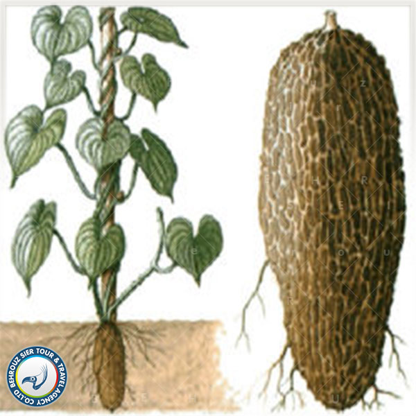 گیاه چینی به نام یام؛ Dioscorea Opposita