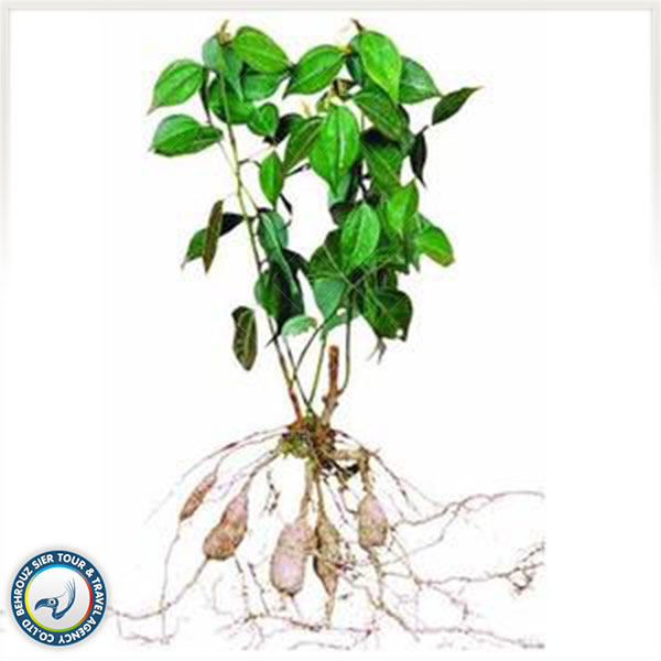 گیاه چینی  Jiao Gu Lan / Gynostemma Pentaphyllum
