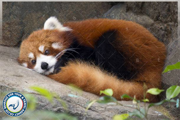پایگاه تحقیقاتی پاندا در چین  عنوان Dujiangyan Panda