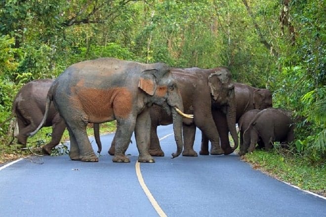 فیل‌های وحشی در پارک ملی khao yai
